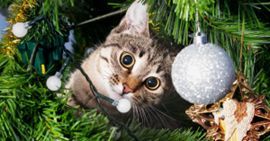 Tis the Season to Prevent Accidents at Home