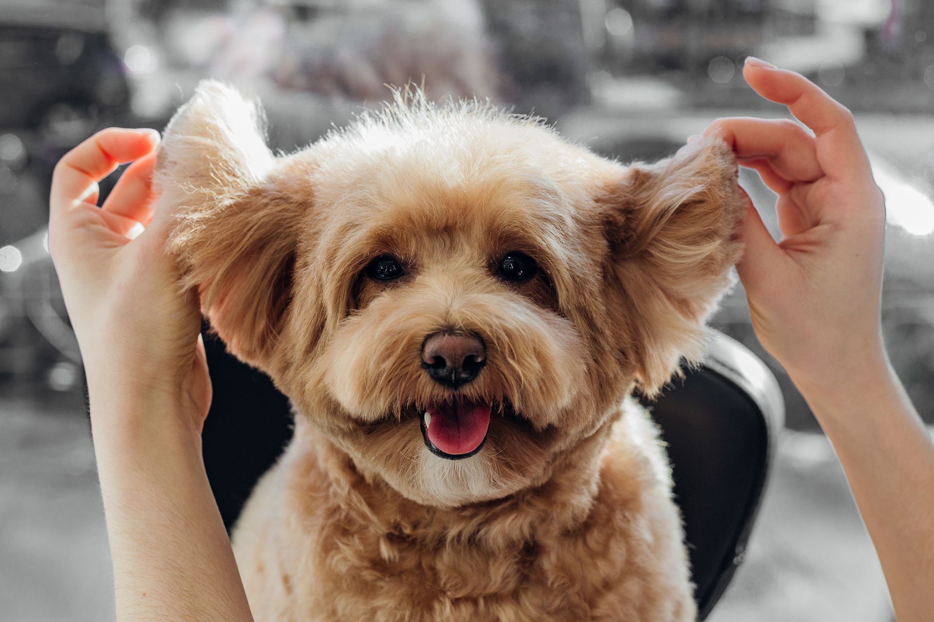 New Haircut for Dog - Tooele, UT - Ash’s Little Shop of Howlers