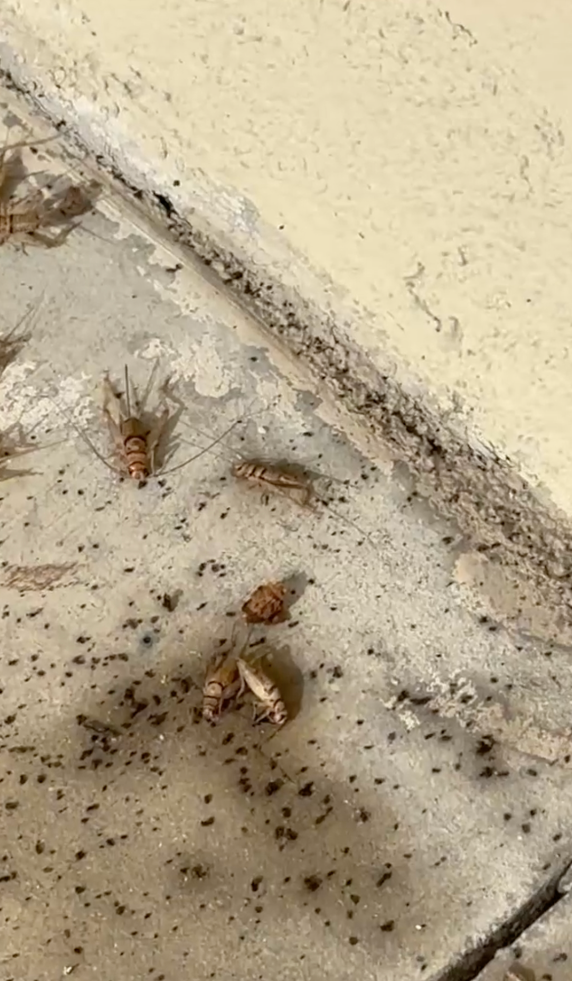 Two small brown insects on a dusty concrete floor near a wall.
