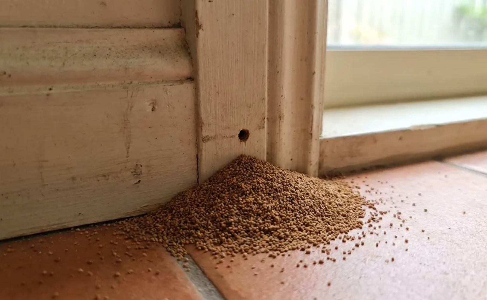 termite droppings
