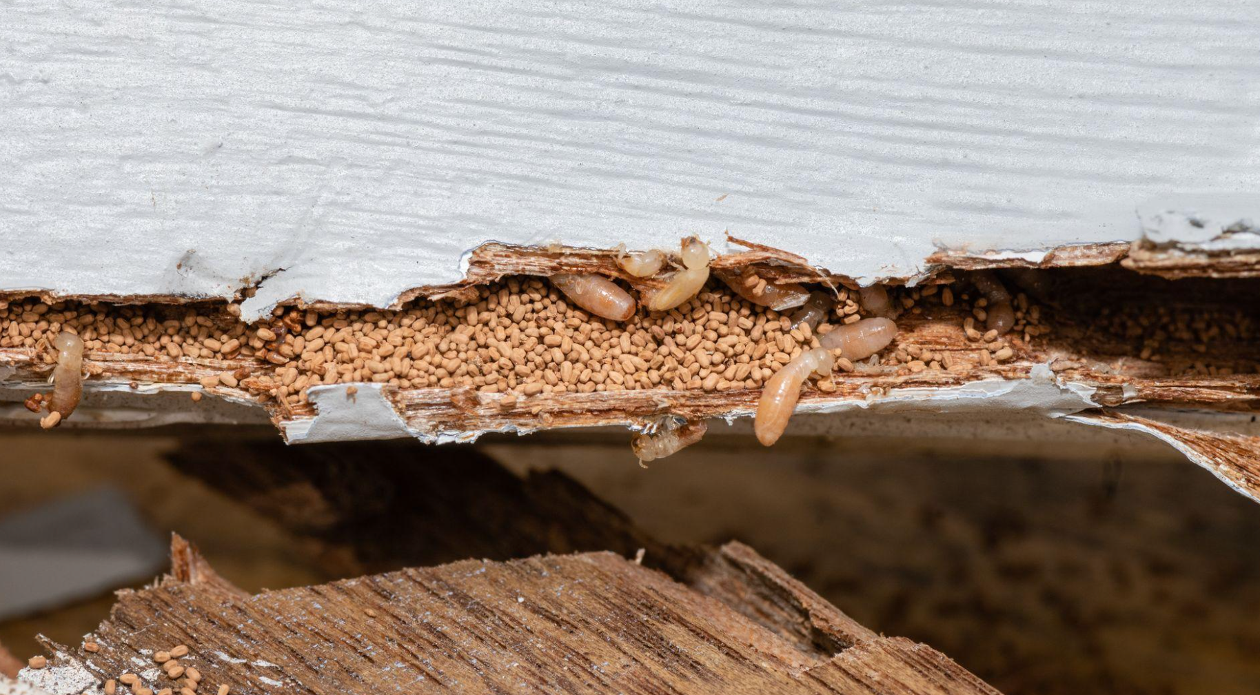 picture showing signs of termites