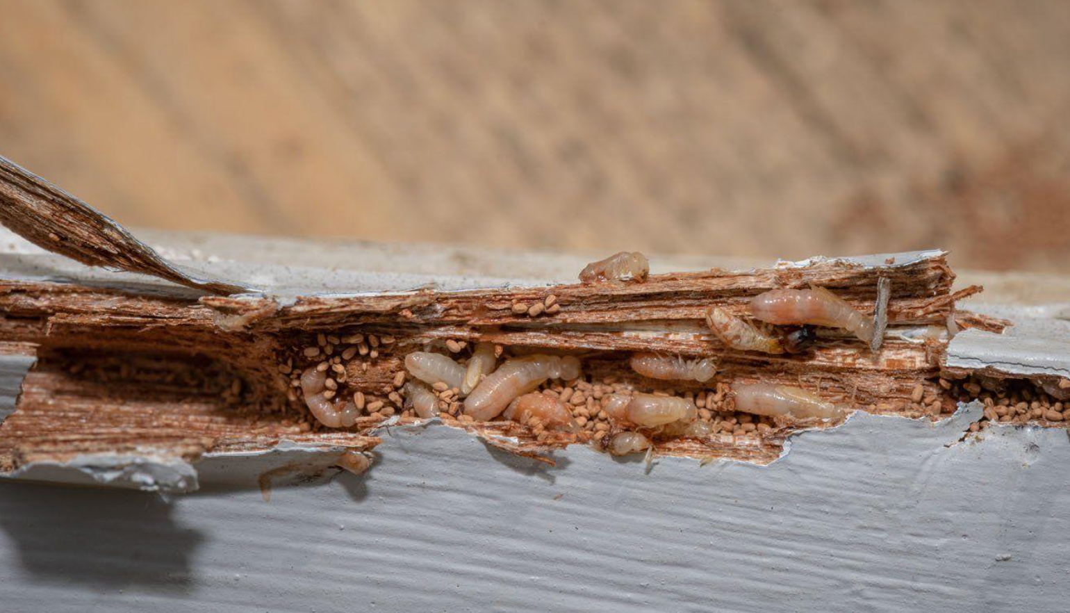 picture showing signs of termites