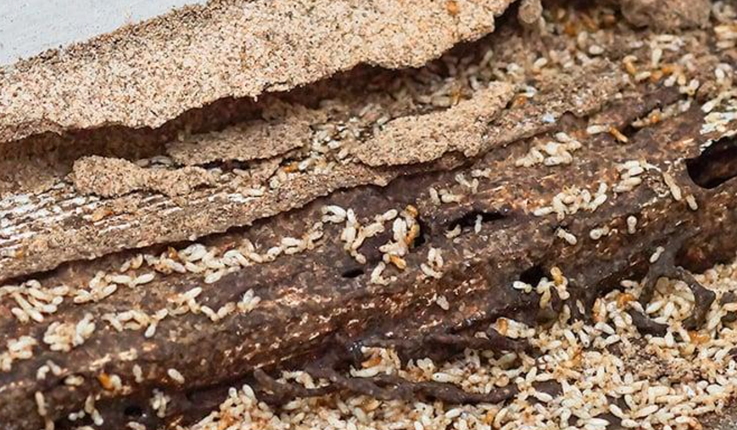 picture showing signs of termites