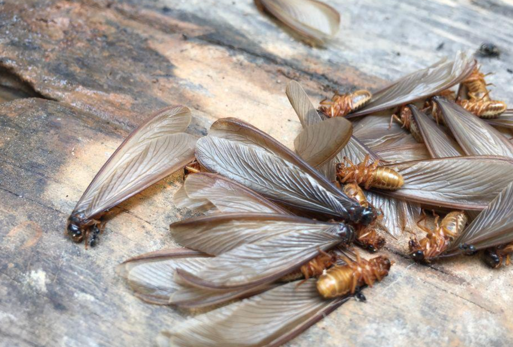 visible repeated termite swarming