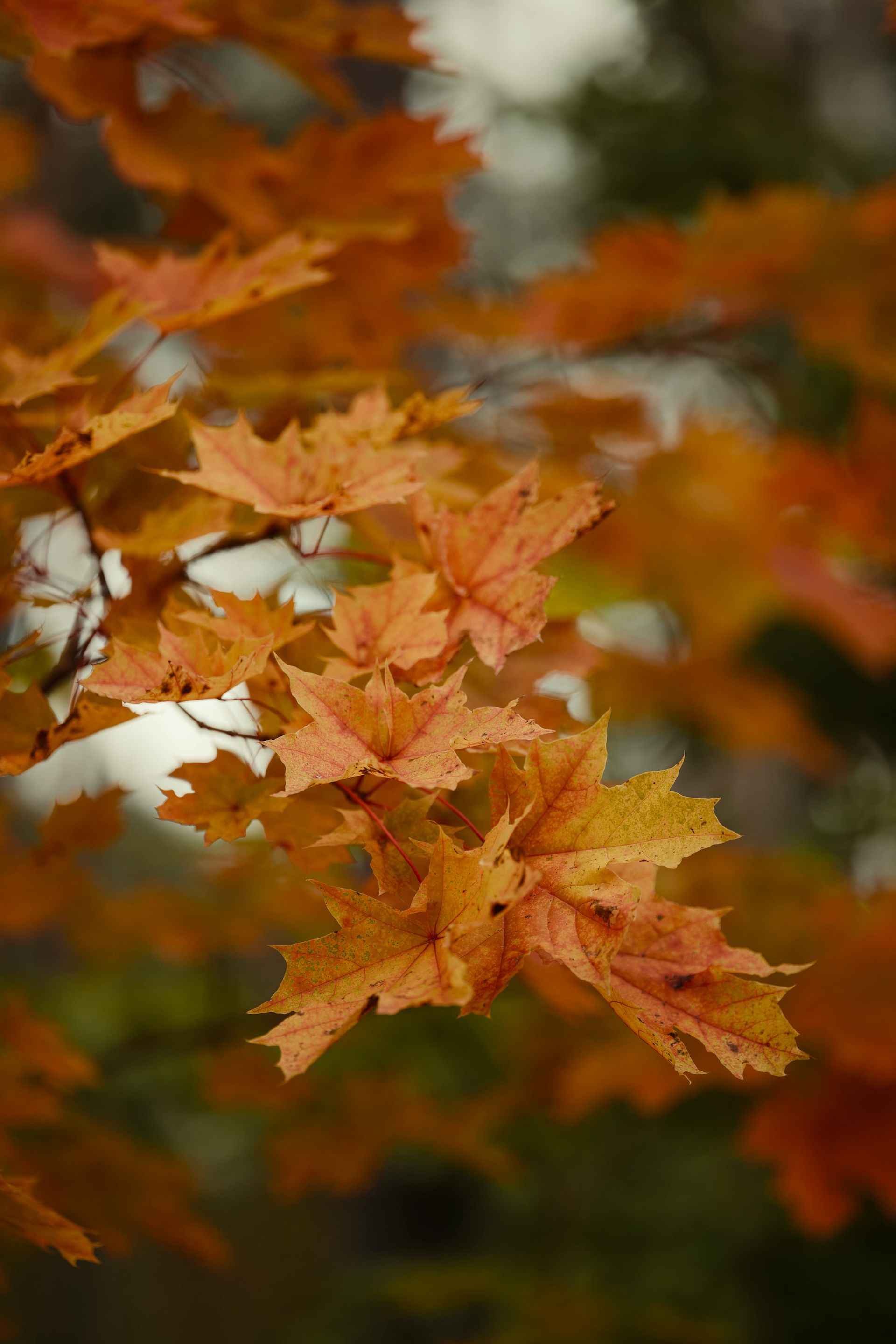 Fall leaves, Alamogordo New Mexico