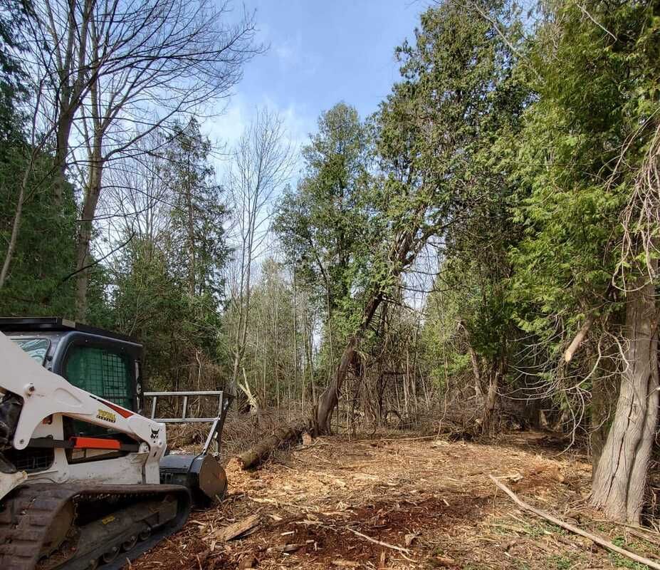 A bulldozer is cutting down trees in a forest.