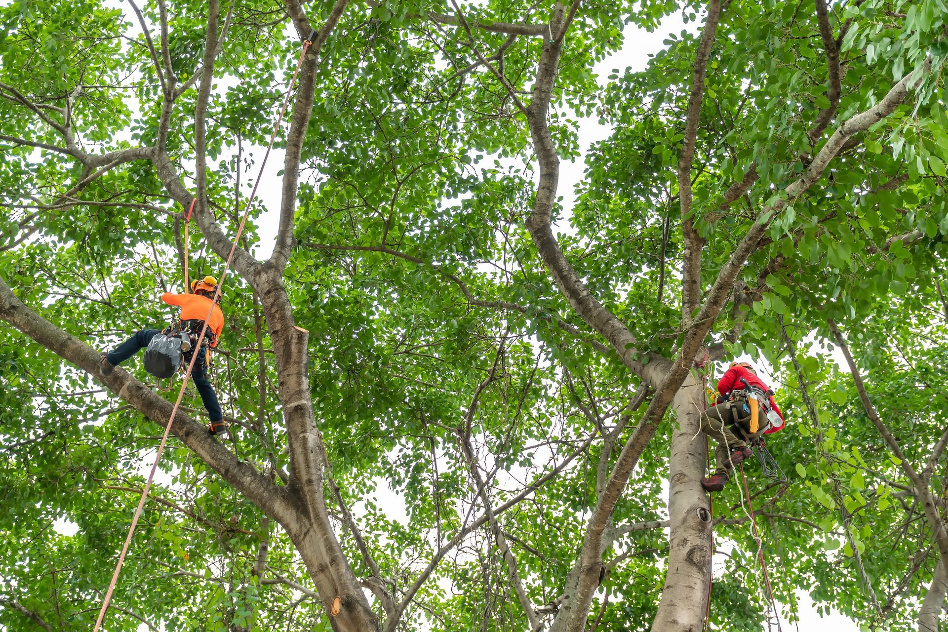 Two arborists in orange and red gear climbing tall trees in a leafy forest