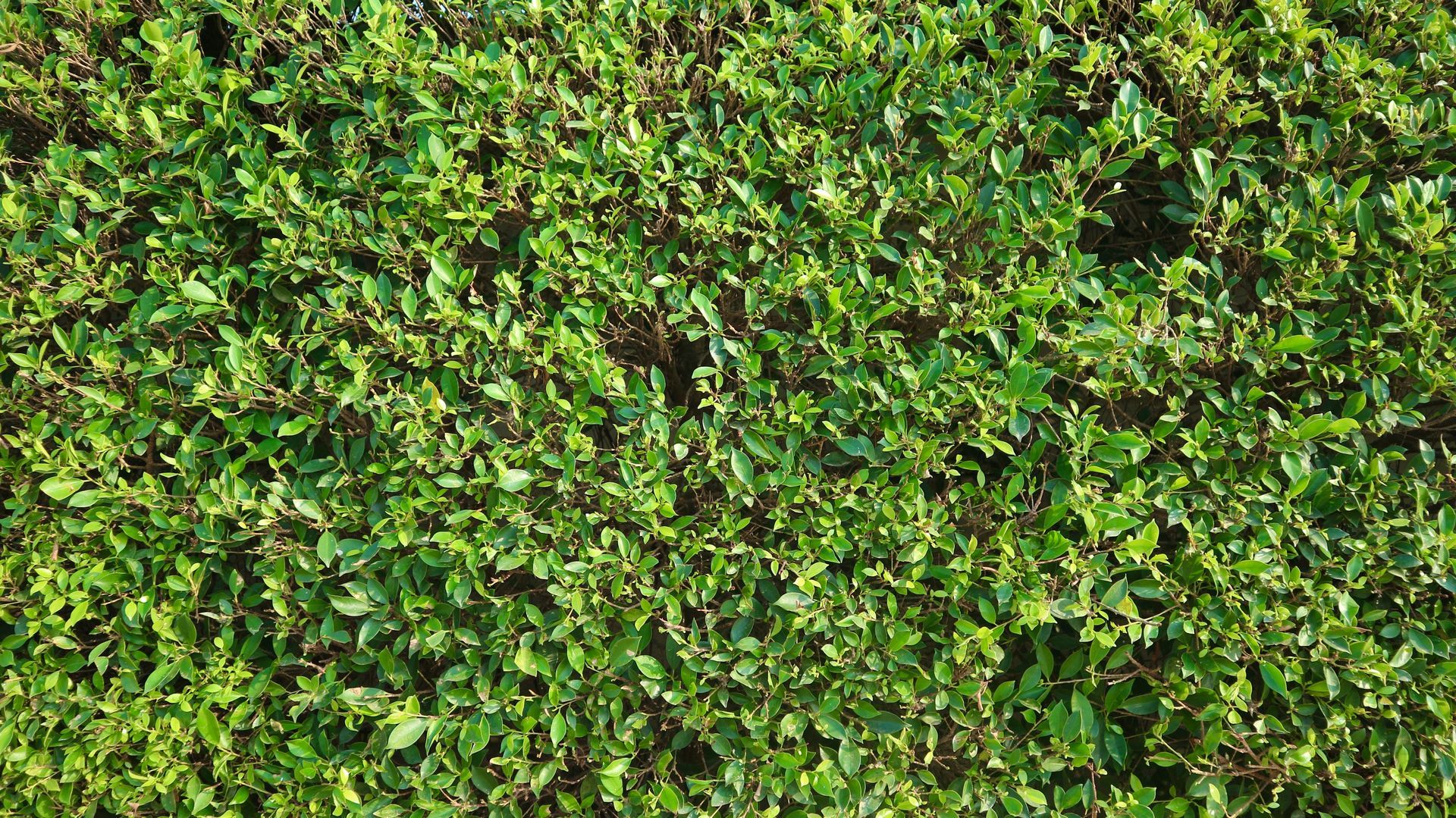 Dense green leafy ground cover filling the frame