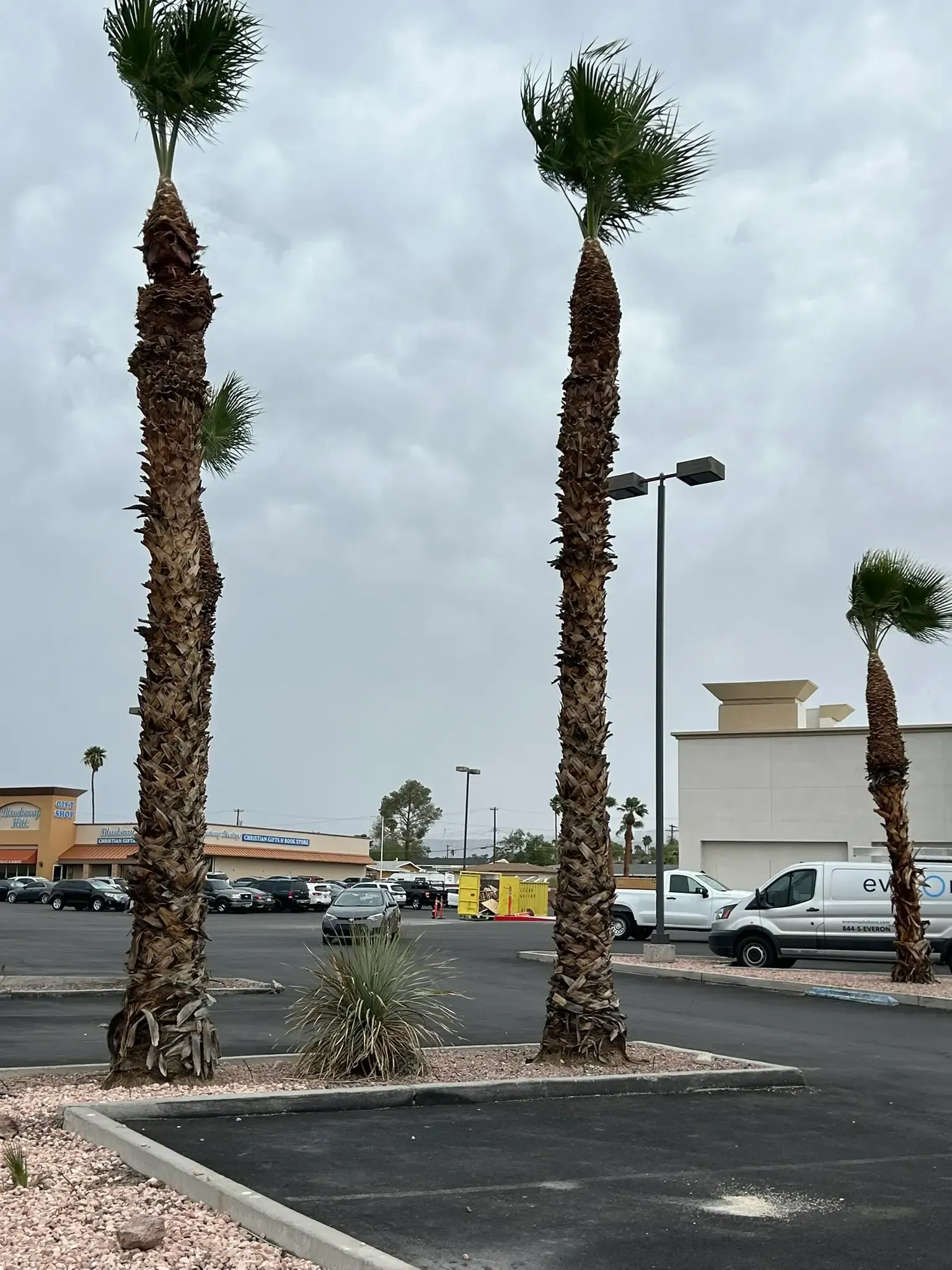 Two tall palm trees in a parking lot with a cloudy sky and storefronts in the background
