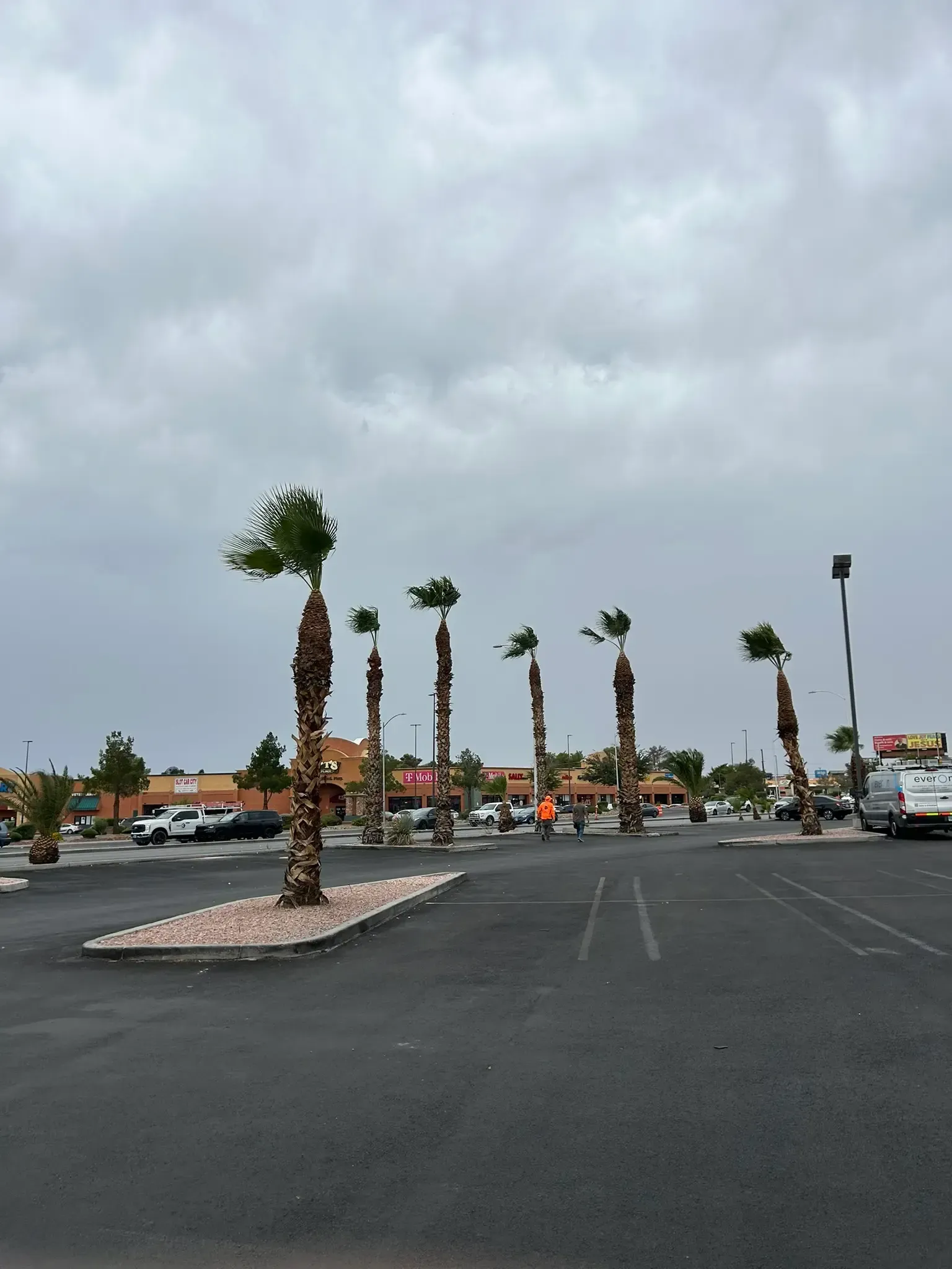 Empty parking lot with rows of palm trees under a cloudy sky