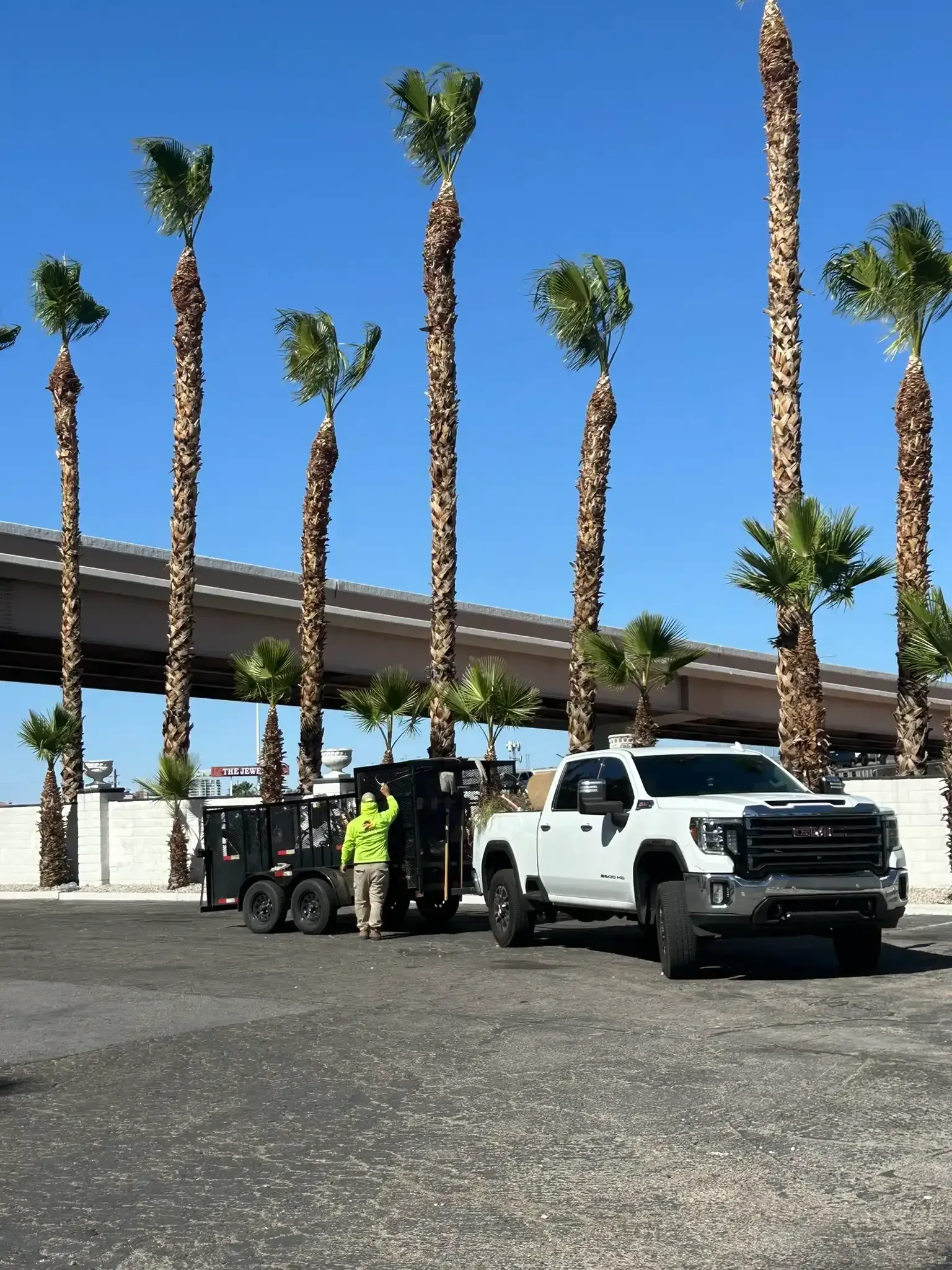 Palm Tree Trimming