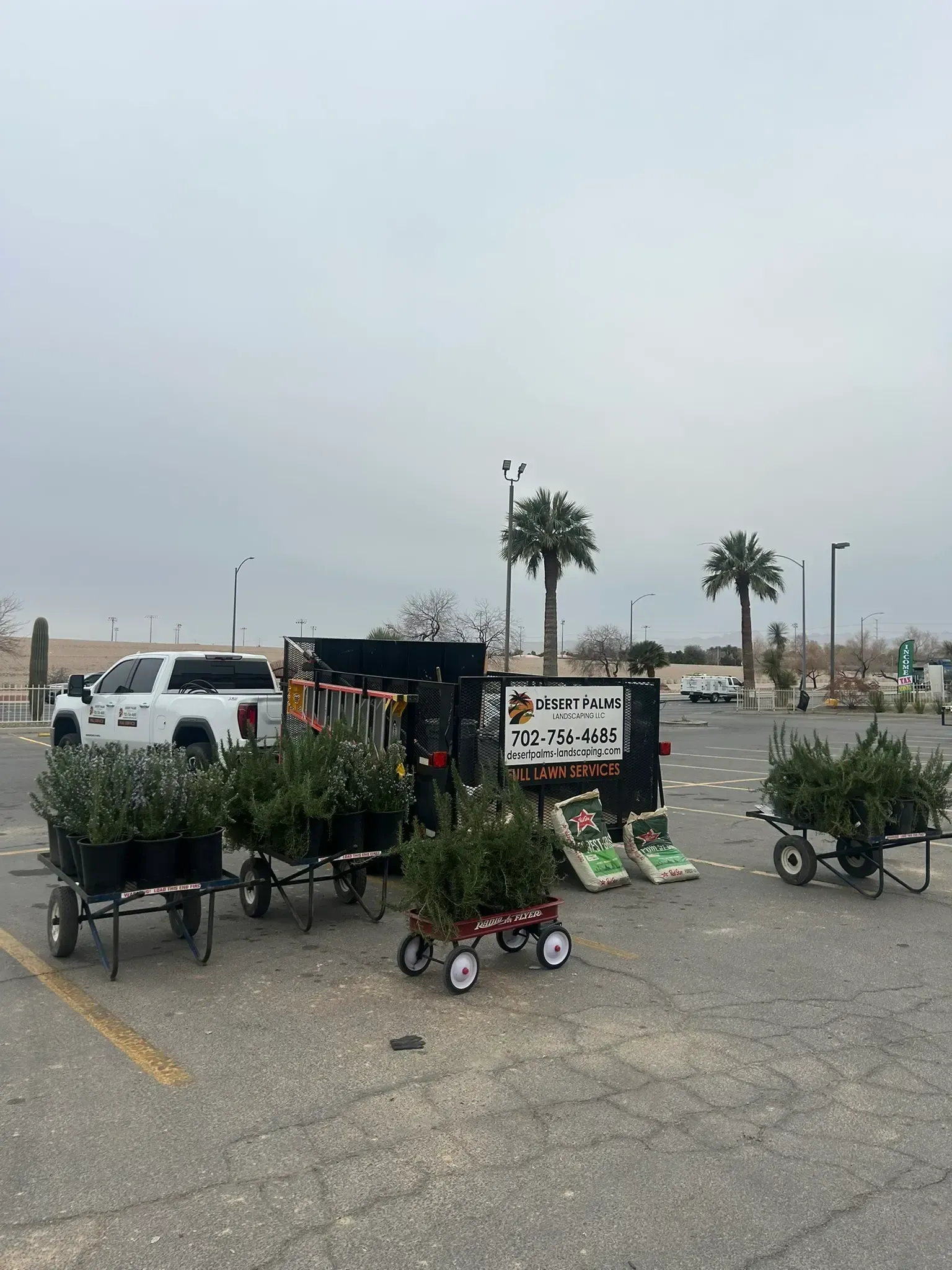 Outdoor plant stall with potted shrubs and flowers near a parking lot, palm trees in the background