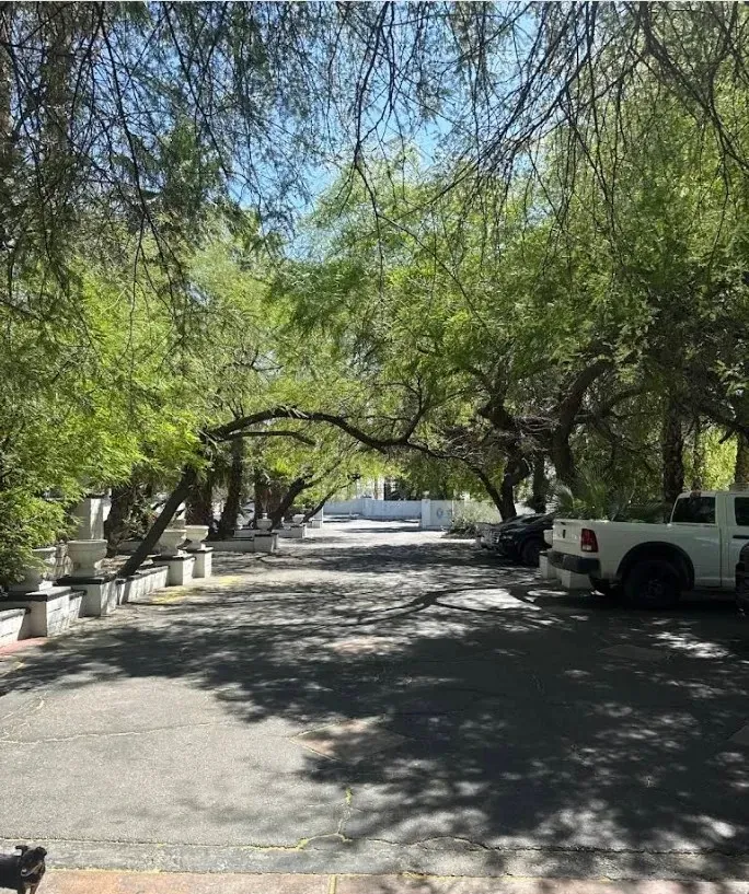 Tree-lined street with dappled shade, parked vehicles, and a bright sky in the background