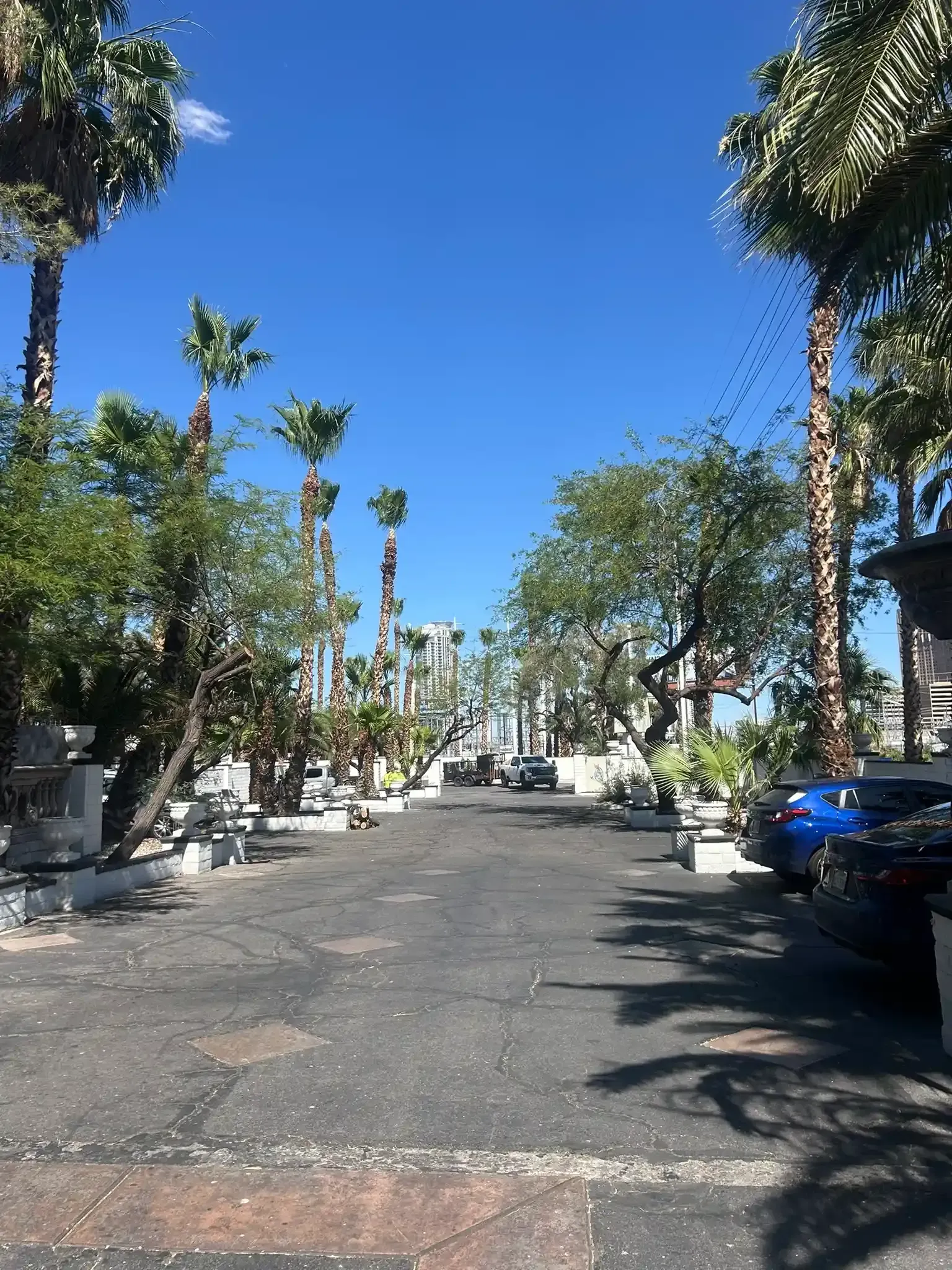 Tree-lined street with parked cars under a bright blue sky