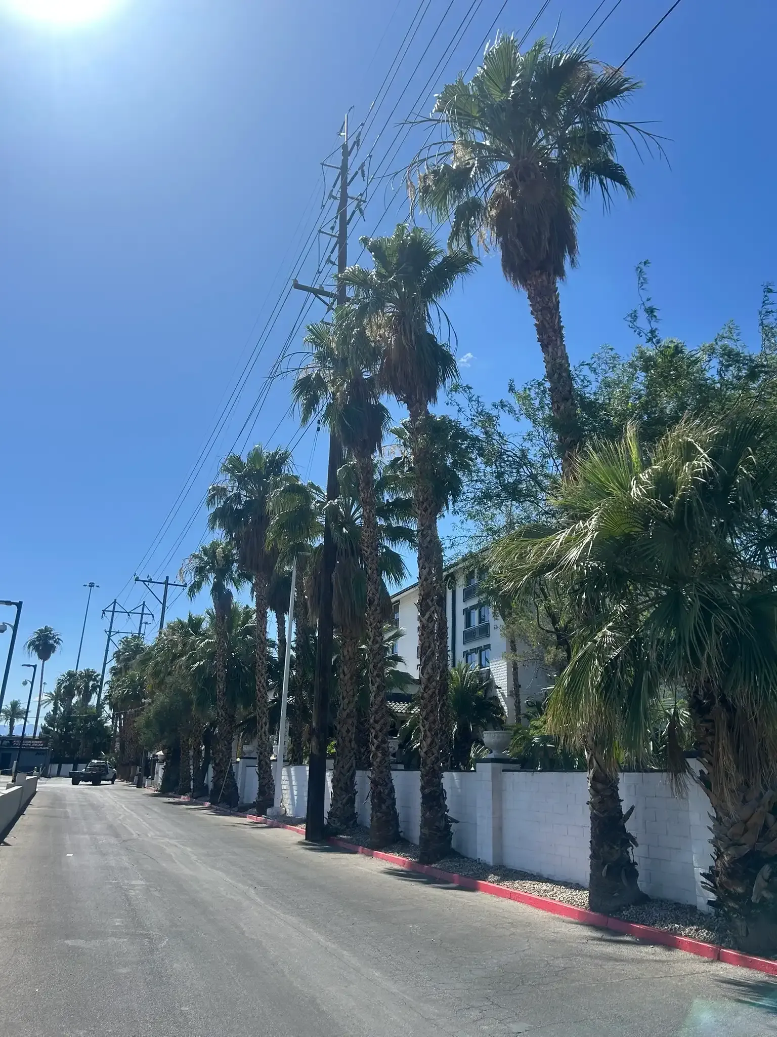 Sunny street lined with tall palm trees beside a white wall under a clear blue sky