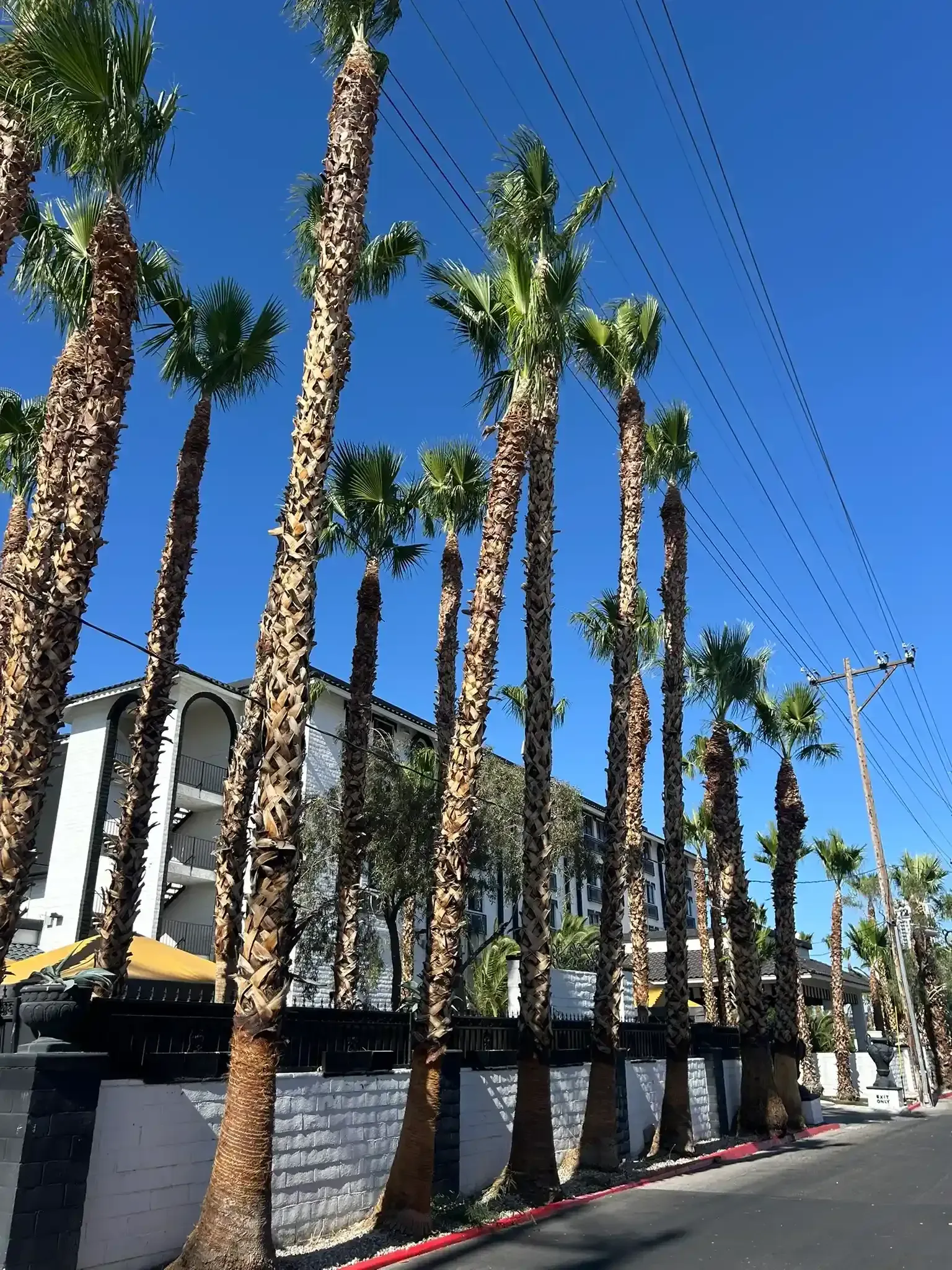 Tall palm trees line a sunny street beside a low building under a clear blue sky.