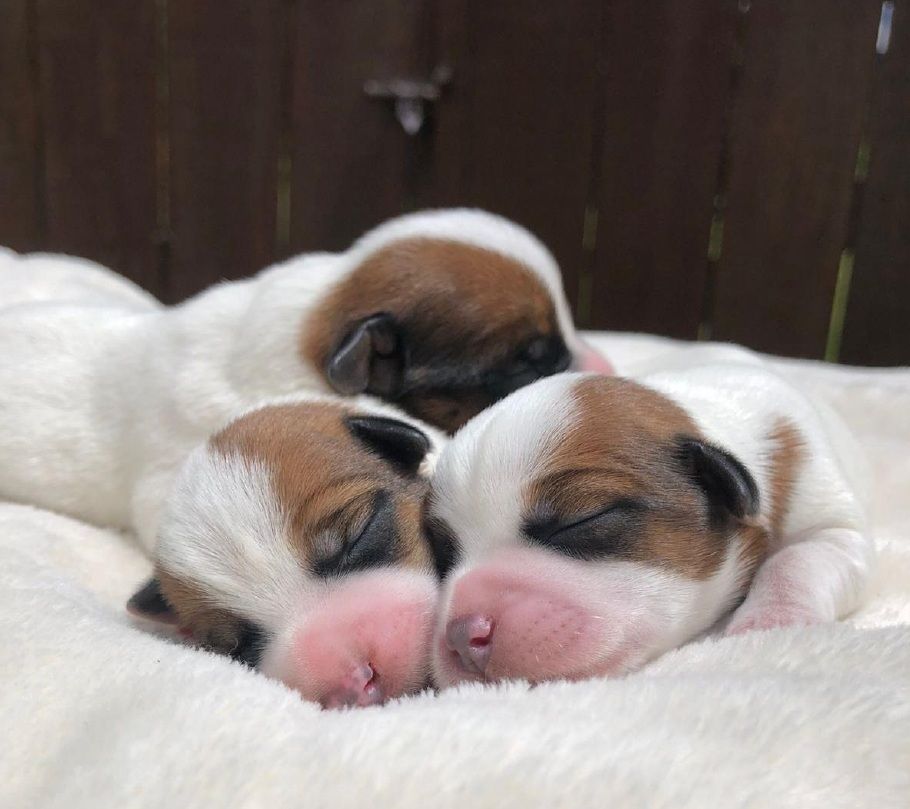 Tres cachorros de Jack Russell Terrier durmiendo acurrucados sobre una manta blanca y esponjosa.