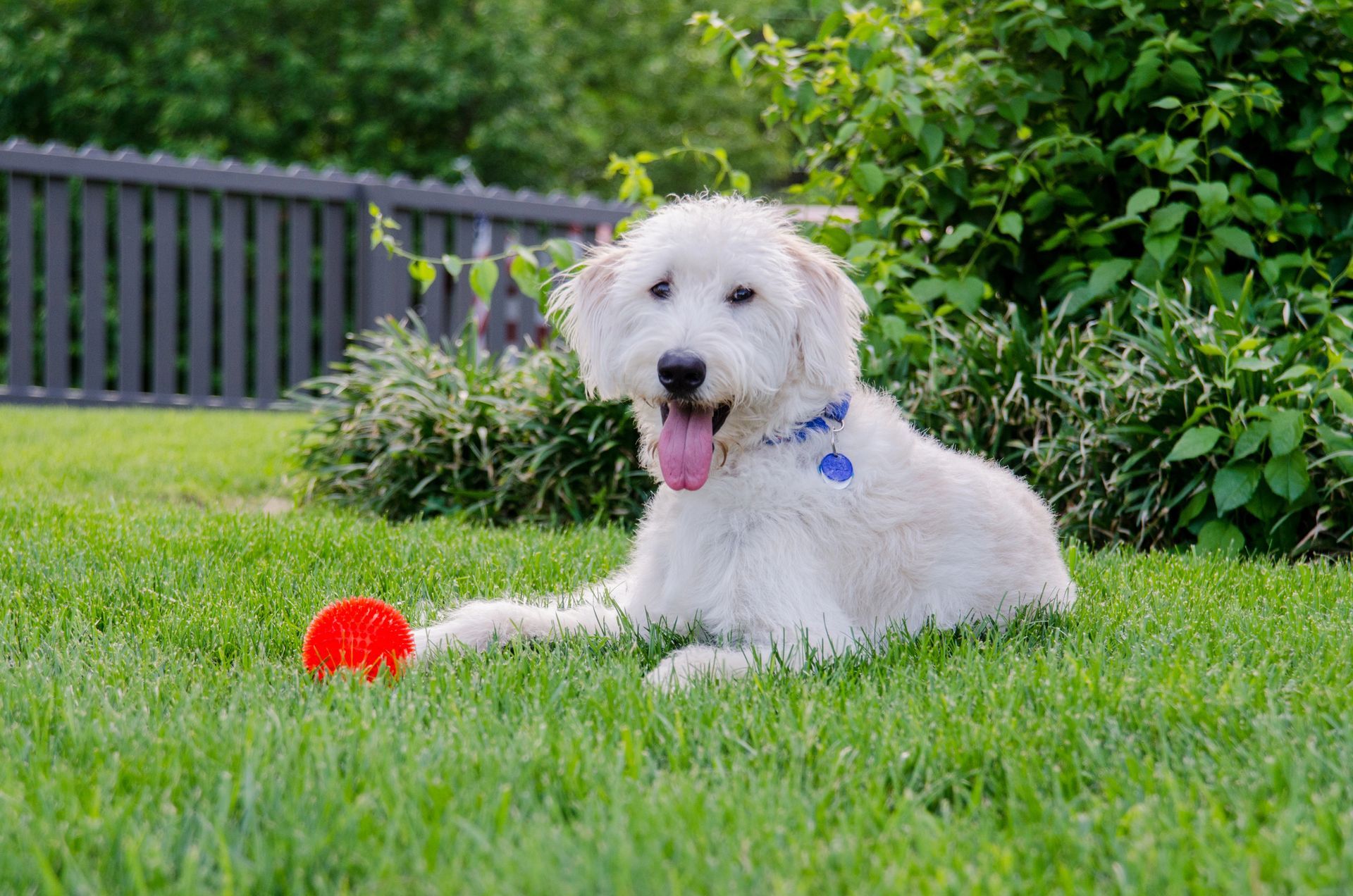 Pet Visits in Indianapolis, IN
