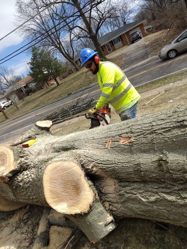 Man Cutting the Big Tree — Cincinnati, OH — Rojas Chops Tree Service LLC
