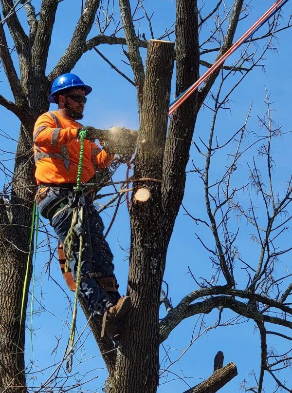 Man Cutting the Branches of the Tree — Cincinnati, OH — Rojas Chops Tree Service LLC