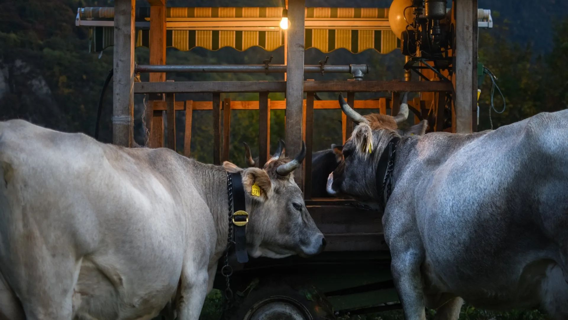 Maximizing Your Farming and Agriculture Business with BOMCAS Canada Accounting and Tax Services