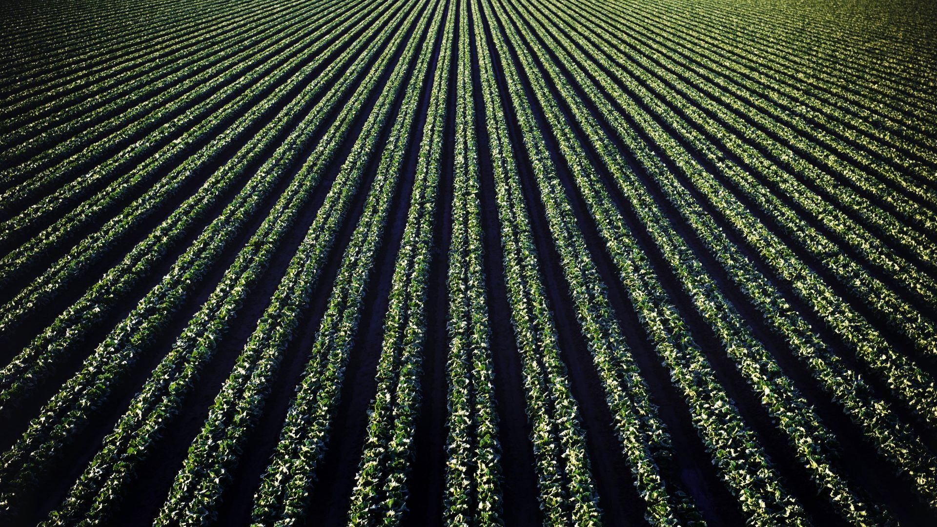 Agricultural Farm Tax Return Filing Services for Canadian Farmers