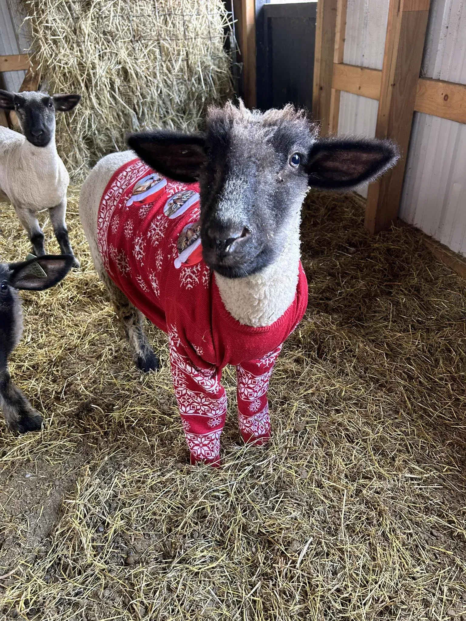 Small lamb in a red patterned sweater standing on straw in a barn pen