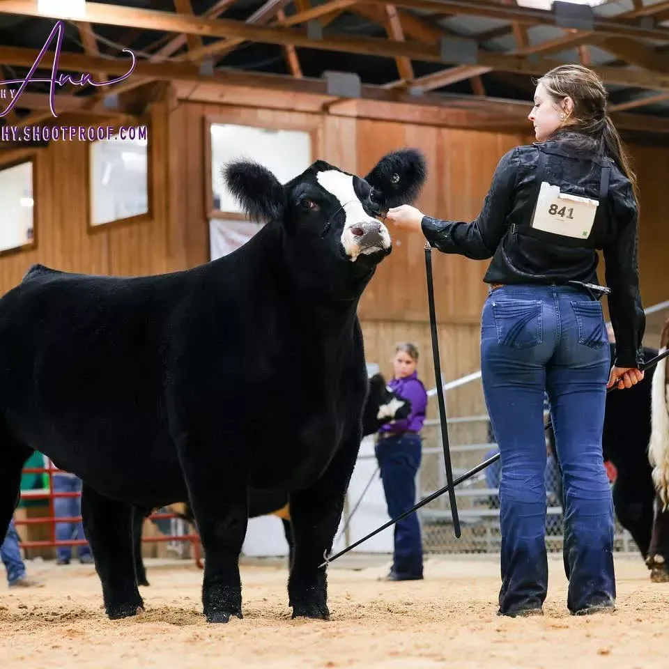 Black show cow standing in an indoor arena while a handler in a numbered vest stands beside it