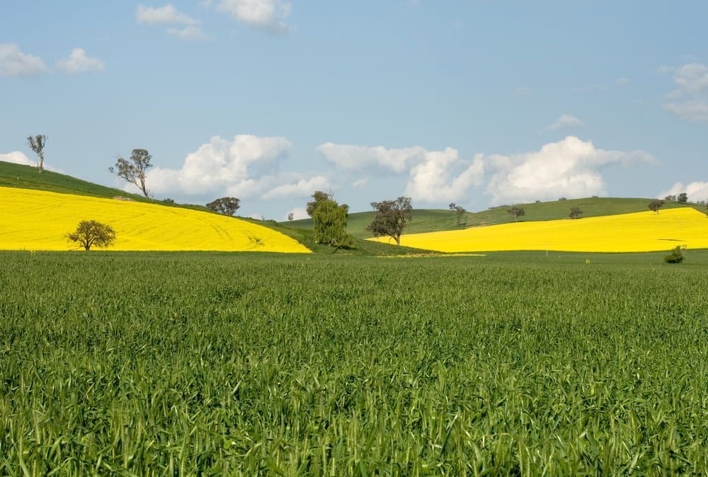 Green Field in Foreground With Yellow Canola Fields and Blue Sky — Dusted Pest Management in Cootamundra, NSW