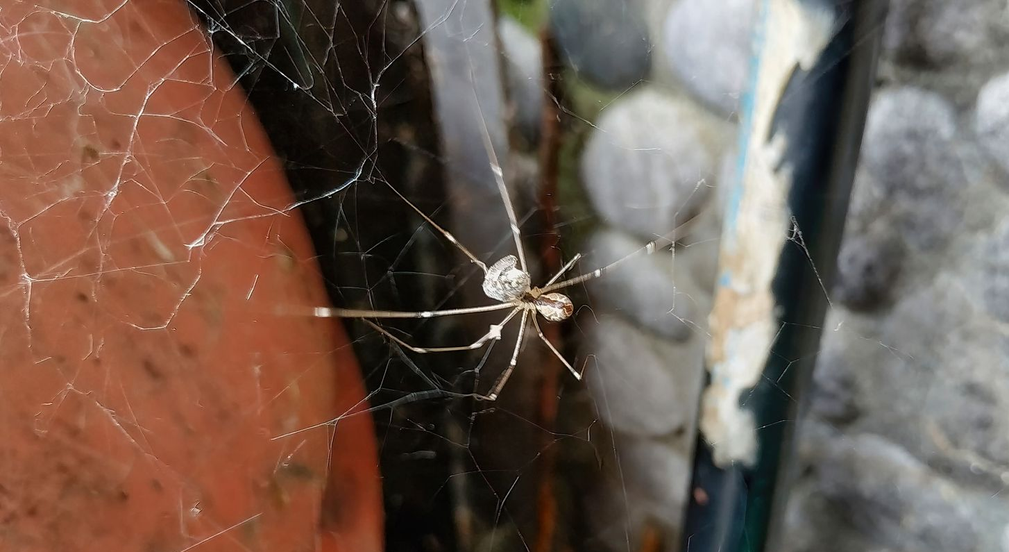 Spider on a Web Near a Brown Pot and a Wall With Grey Stones — Dusted Pest Management in Temora, NSW