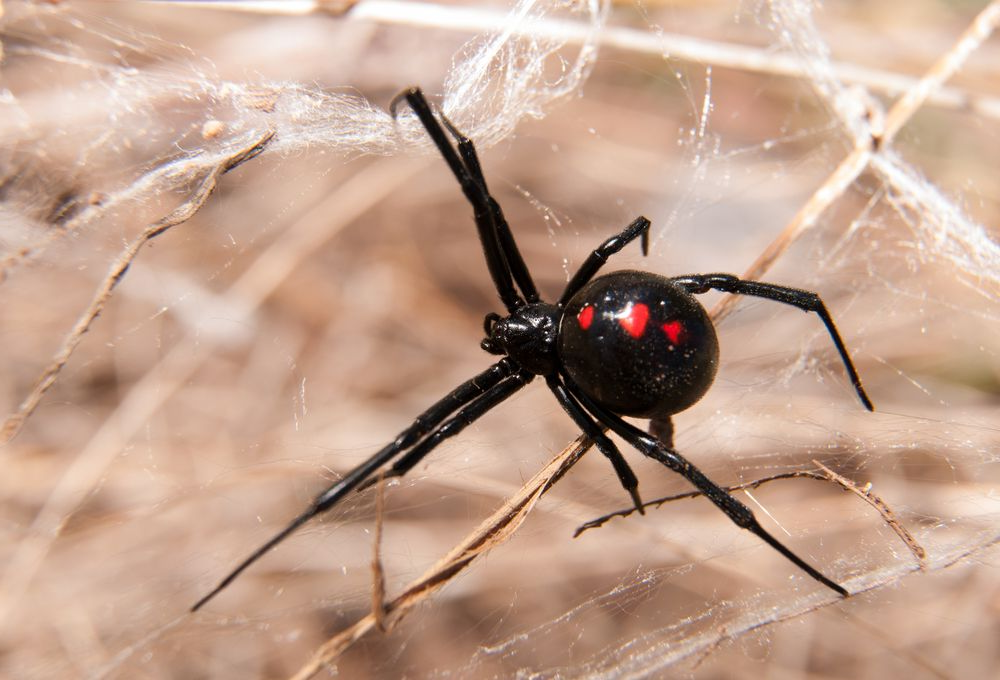 Black Widow Spider With Red Hourglass Marking — Dusted Pest Management in Temora, NSW