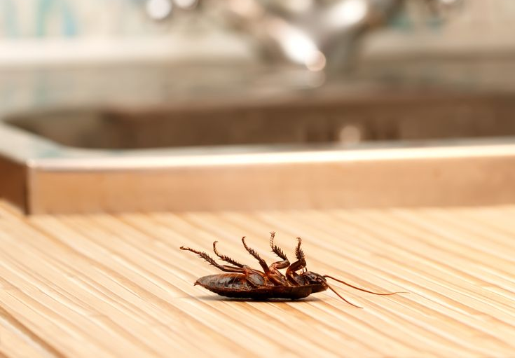 Cockroach on its back near a sink. — Dusted Pest Management in Cootamundra, NSW