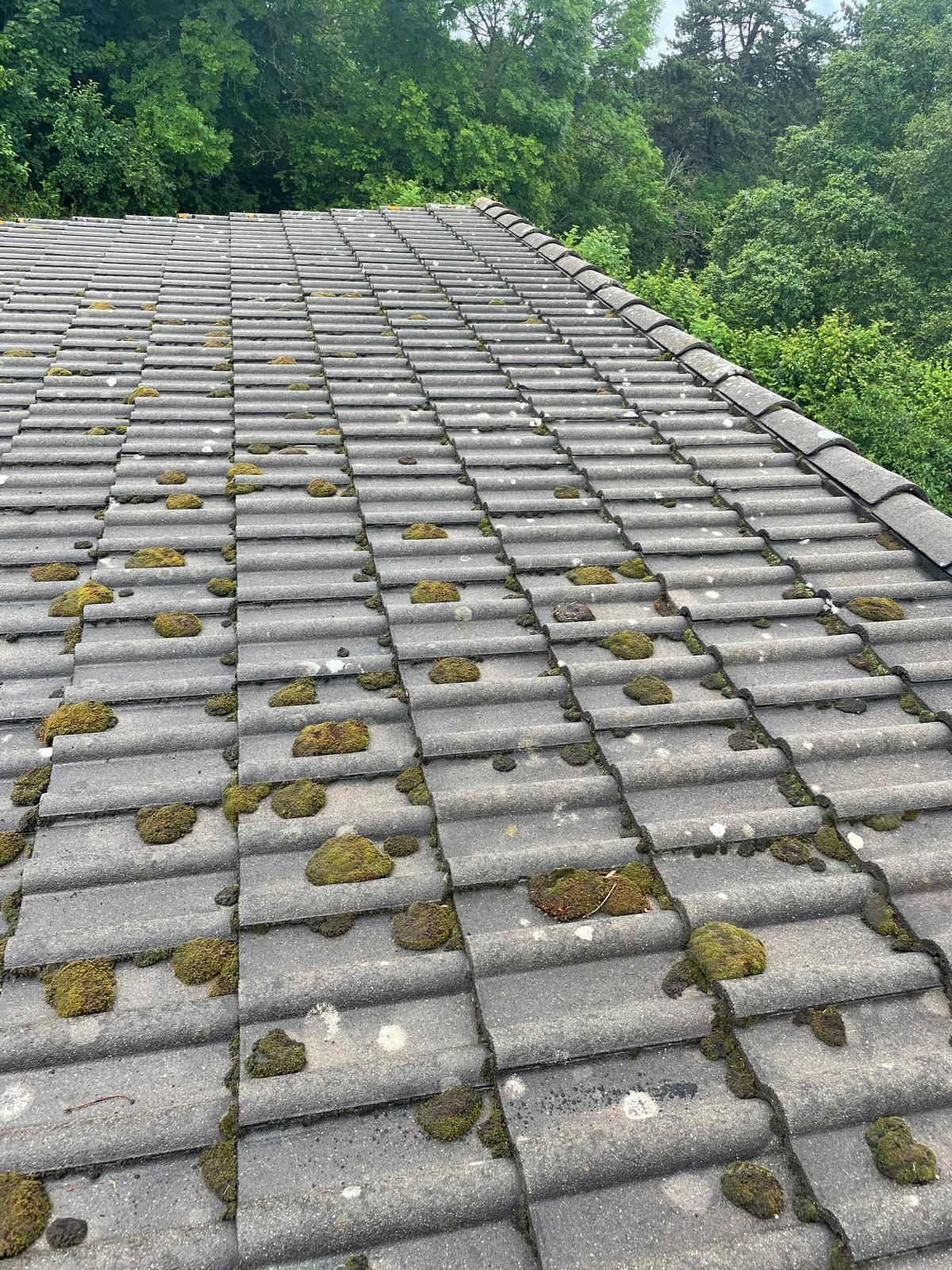 Toit en bardeaux gris recouvert de mousse, avec des arbres en arrière-plan.
