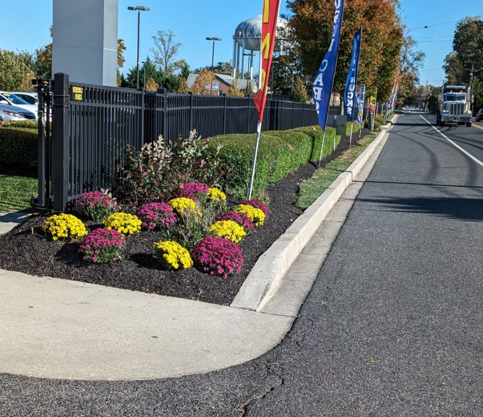 A garden bed beside a house with two round shrubs, two low-lying blue-green shrubs, a central palm plant, and a rock.