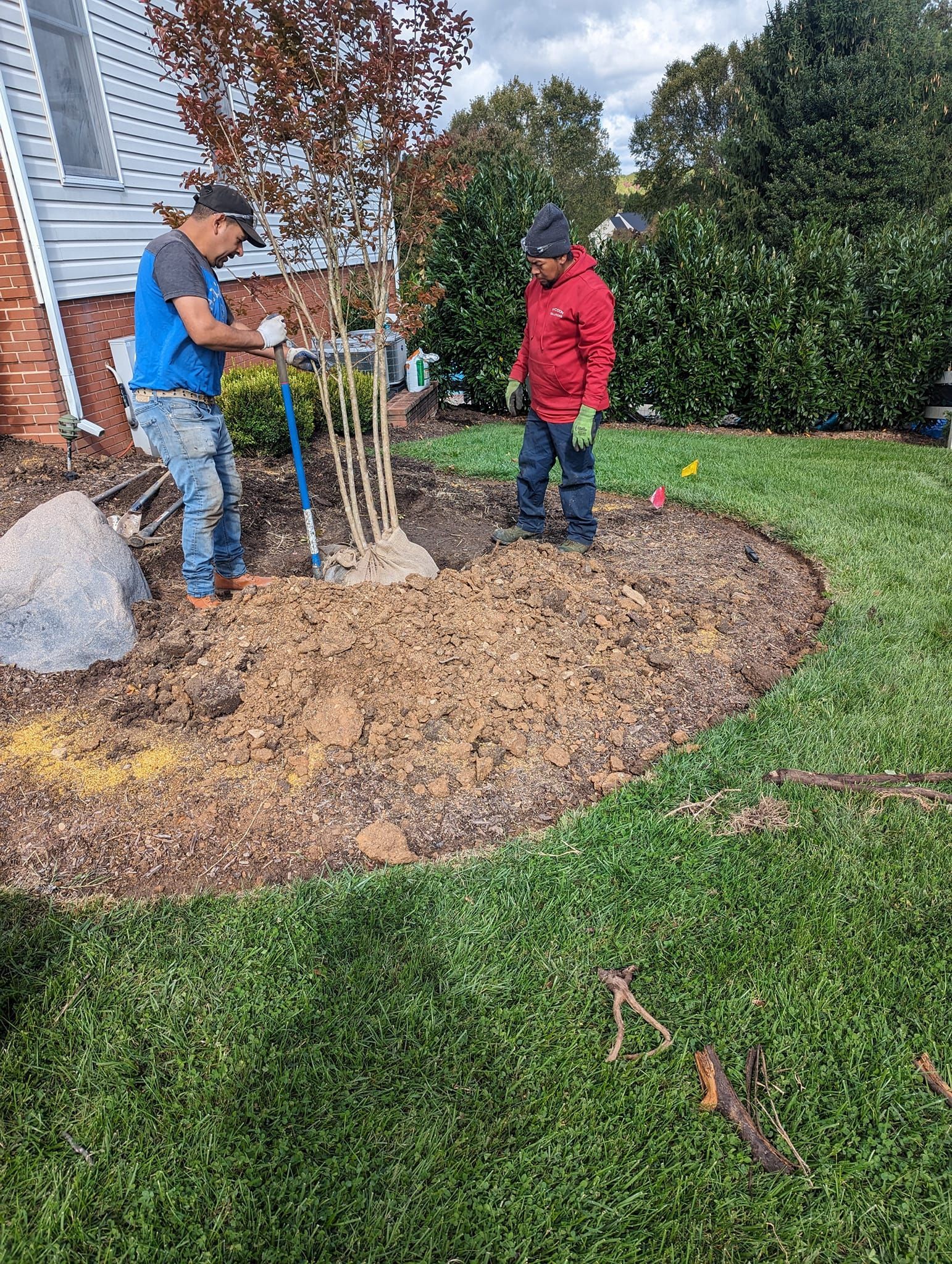 Two workers in a mulched garden bed planting a multi-stemmed tree near a house and a large decorative boulder. Two workers in a mulched garden bed planting a multi-stemmed tree near a house and a large decorative boulder.