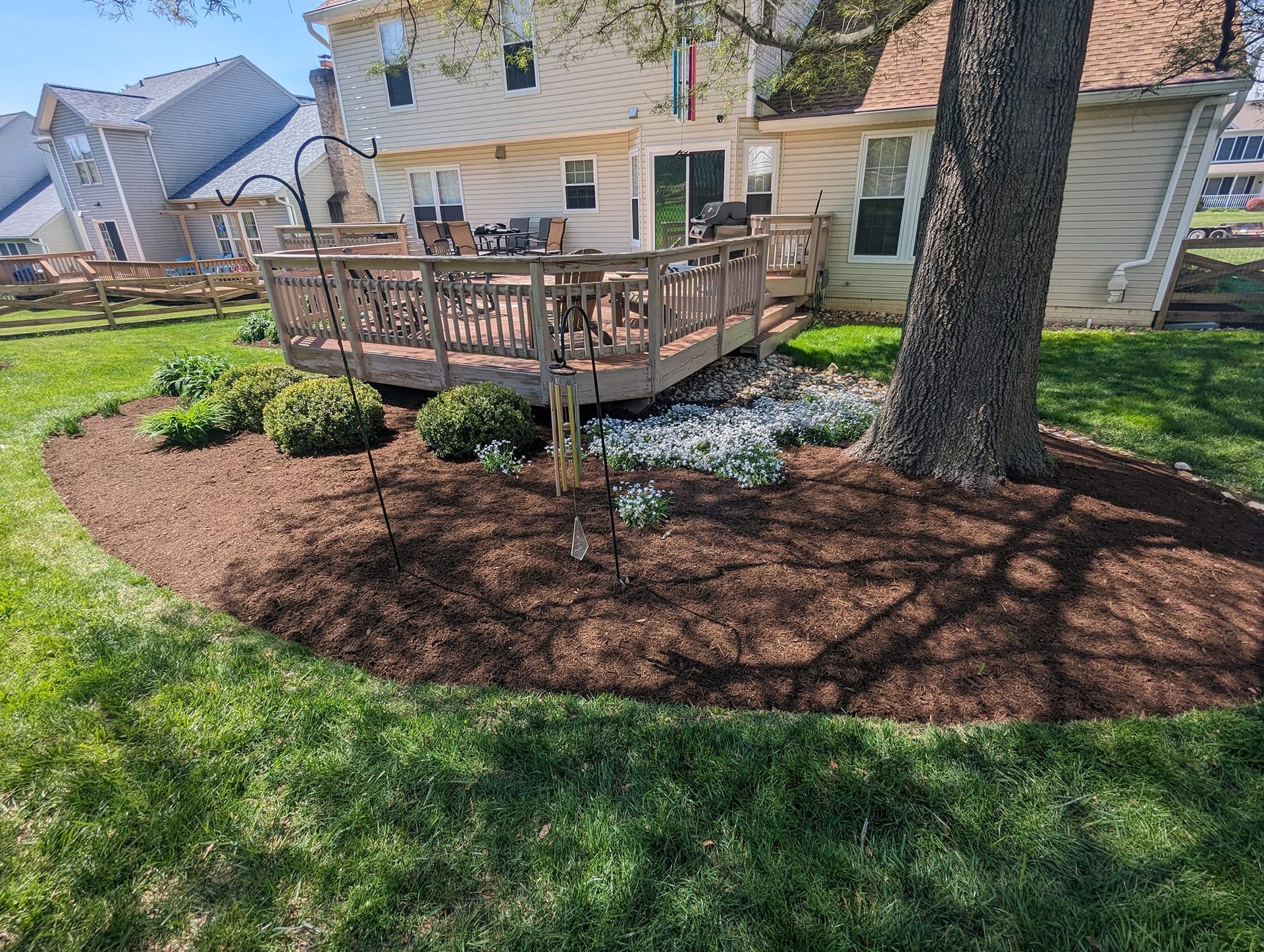 A wooden backyard deck sits behind a mulched garden bed with shrubs and a large tree on a sunny day. A wooden backyard deck sits behind a mulched garden bed with shrubs and a large tree on a sunny day.