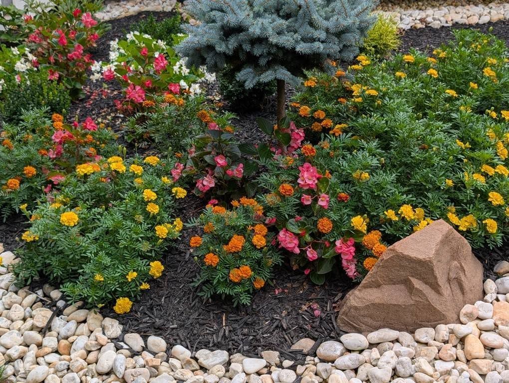 A garden bed with a central blue spruce, surrounded by orange marigolds, pink begonias, and a decorative brown rock. A garden bed with a central blue spruce, surrounded by orange marigolds, pink begonias, and a decorative brown rock.