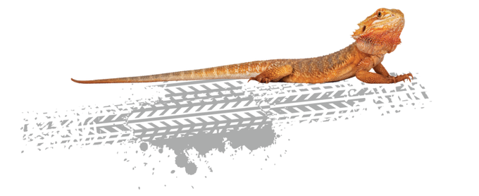 A brown bearded dragon lizard laying on a tire track design, white background.