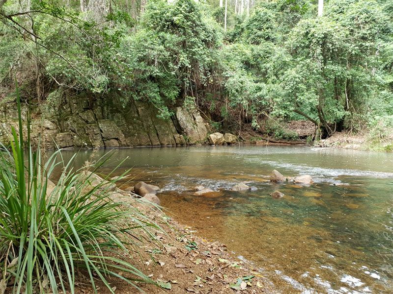 Tranquil river scene. Clear water flows over rocks, surrounded by lush green trees and foliage.