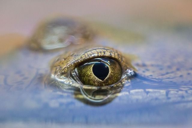 Close-up of a frog's eye peering out of the water; golden iris and black pupil visible.