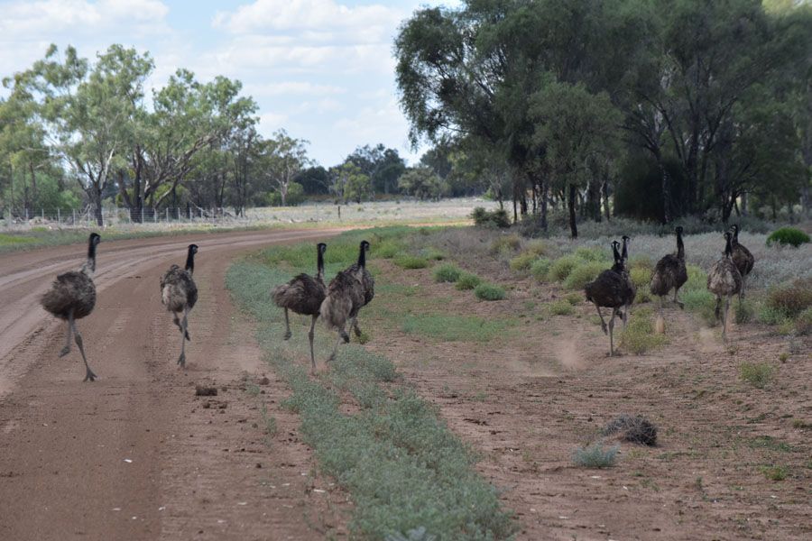 A group of emus walking on a dirt road in a rural area.