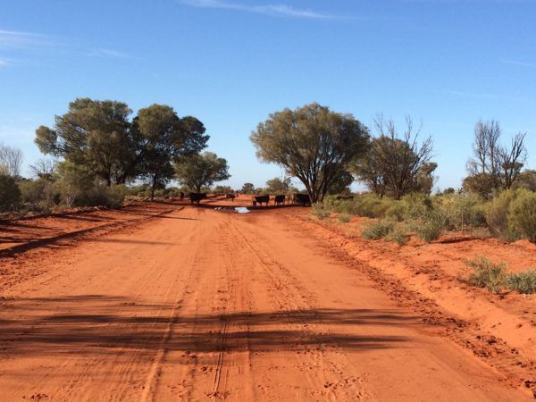 Red dirt road through Australian outback, cattle walking ahead, clear blue sky.