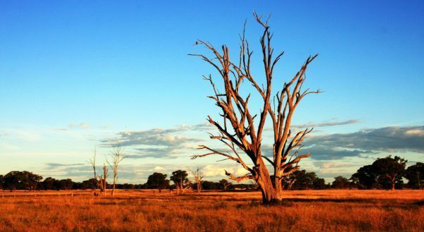 Dried tree in a grassy field under a blue sky, some trees in the background.