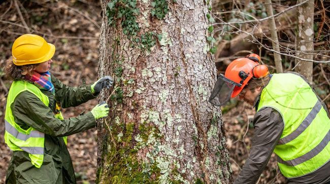 Checking Health Tree — La Porte, IN — Wever Tree Service Checking Health Tree — La Porte, IN — Wever Tree Service