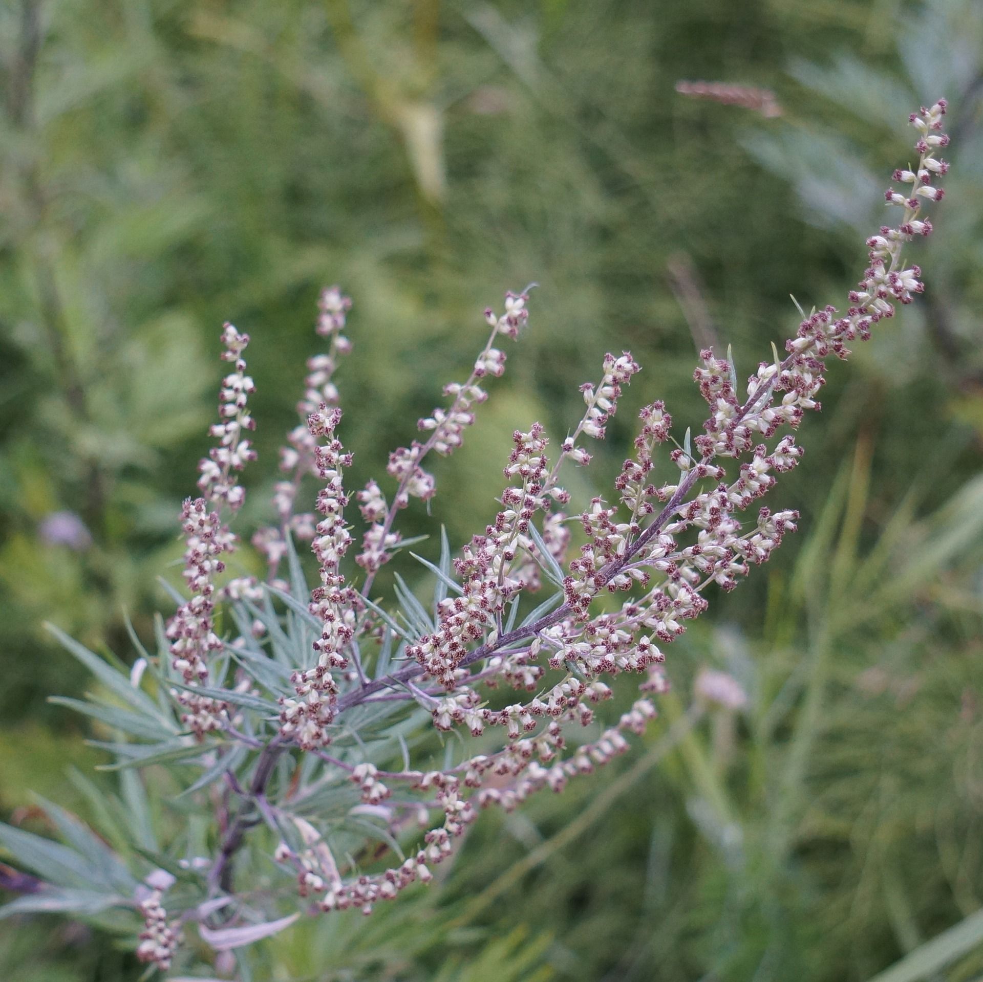 moxa bijvoet artemesia vulgaris