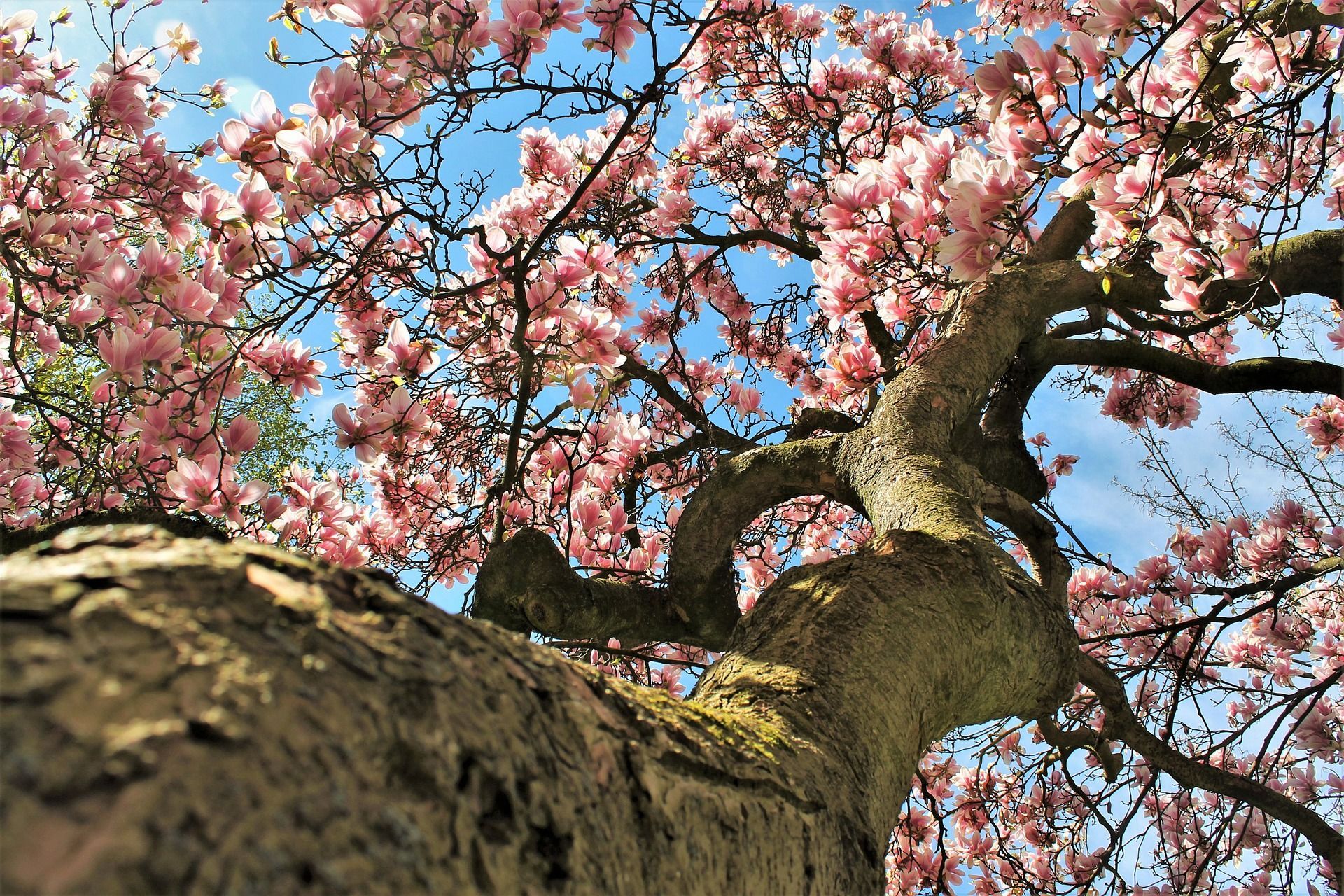 A serene Qigong session outdoors with a blooming magnolia tree as a natural backdrop.