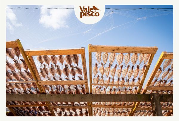 Sabores do Oeste: Gastronomia e cultura vitivinícola - Vale Pisco