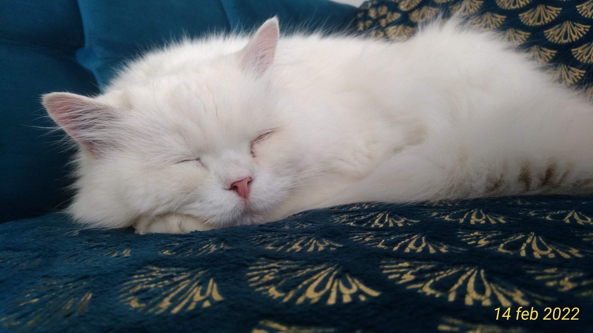 gatto b&b Be Home