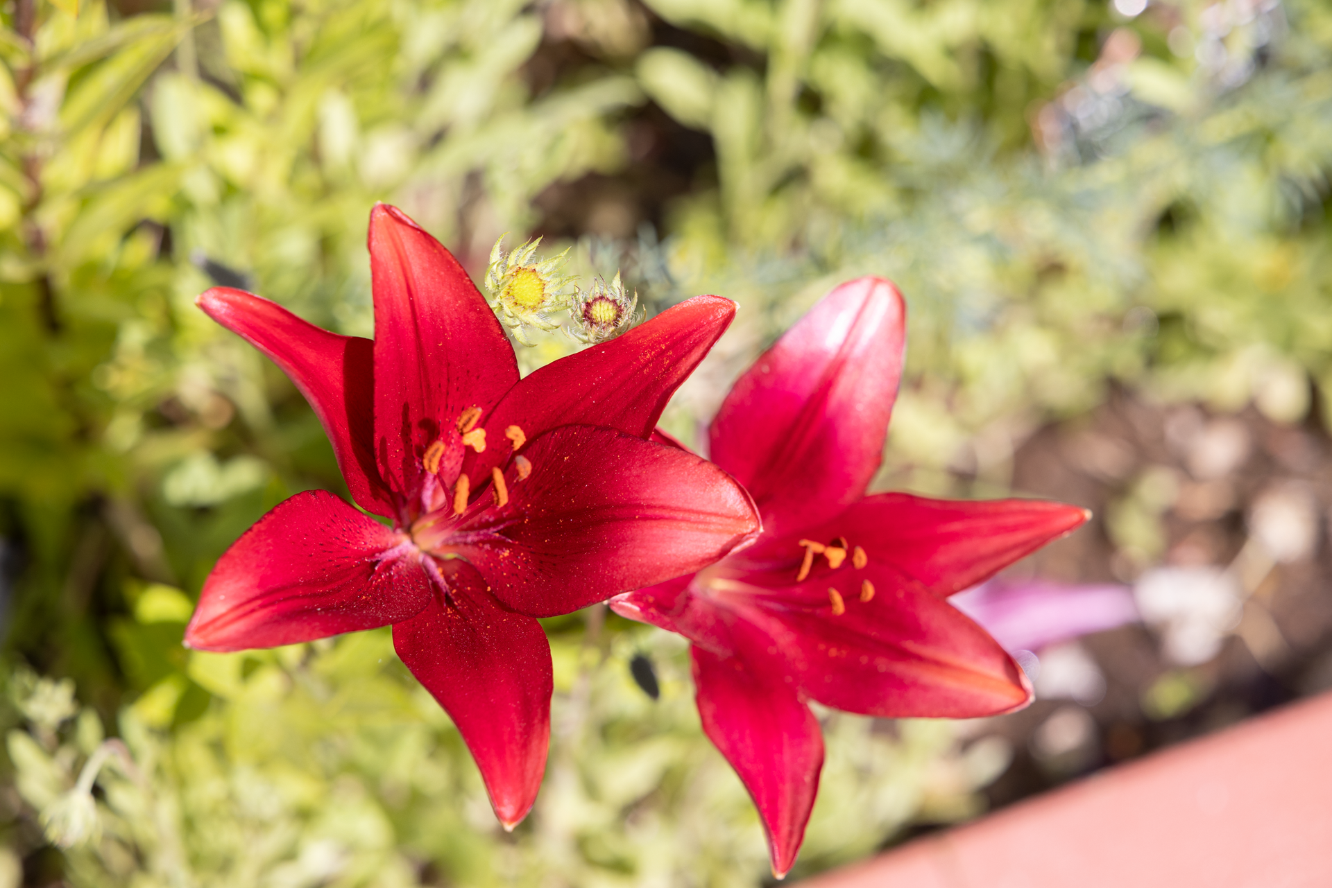 Two red lily flowers blooming in a garden