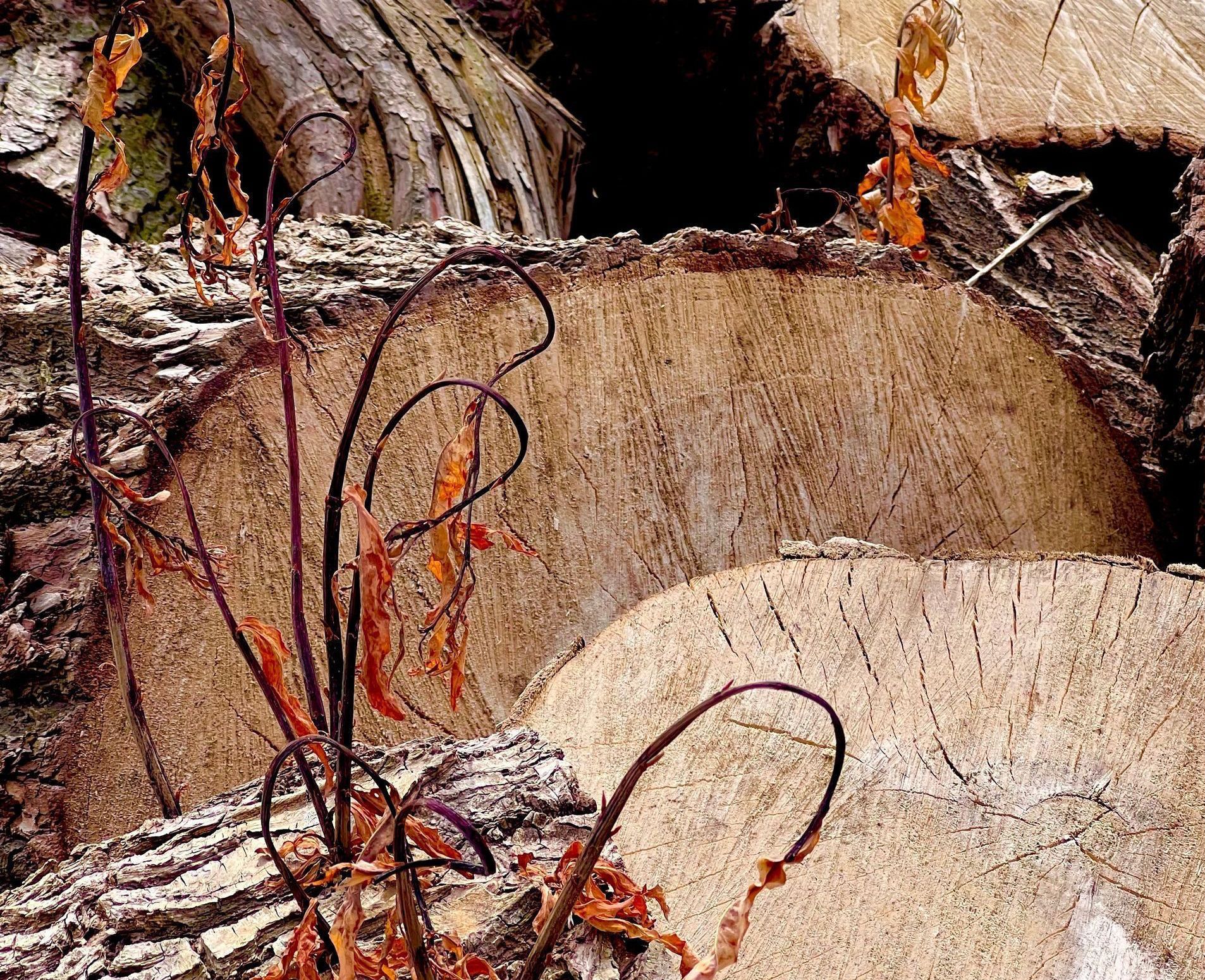 Drying wood chunks on a summer's day showing various textures
